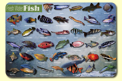 Painless Learning FWF-1 Freshwater Fish Placemat