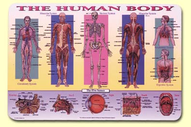 Painless Learning HUM-1 Human Body Placemat